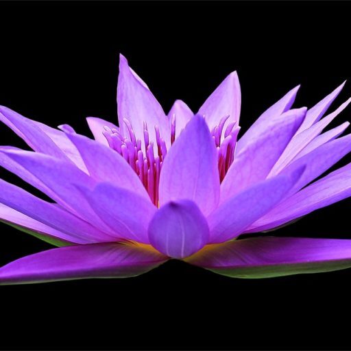 http://www.sowerofthesoulministry.com/wp-content/uploads/2017/02/cropped-water-lily-1592771_1280-1.jpg